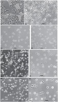 Natronoglomus mannanivorans gen. nov., sp. nov., beta-1,4-mannan utilizing natronoarchaea from hypersaline soda lakes